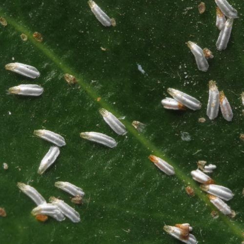 Unaspis euonymi